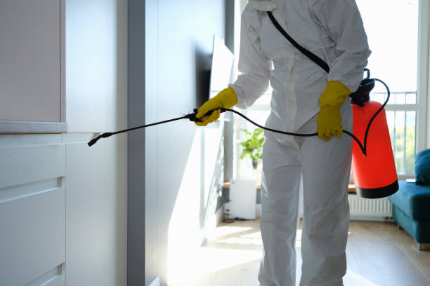 Best Post-Flood Mold Remediation in Sabetha, KS