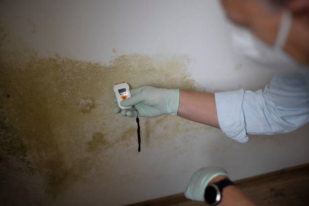 Trusted Sabetha, KS Mold Remediation Experts